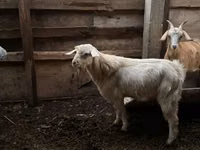 Ziegenbock, Ziegen — Foto 2