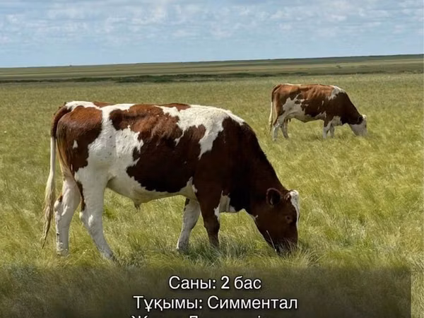 Bulle, Simmental cattle