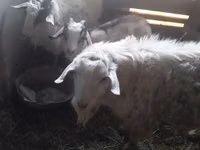 Ziegenbock, Alpine goat — Foto 1