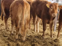 Rinder (Partie, Geschlecht nicht angegeben), Simmental cattle — Foto 5