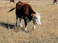 गाय, कजाख़स्तानी सफेद सिर वाली गाय — फ़ोटो 3