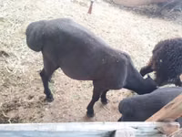 भेड़ें (लॉट, लिंग निर्दिष्ट नहीं), Hissar sheep — फ़ोटो 5
