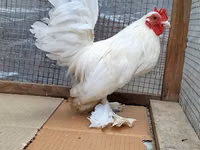 Chickens — Foto 1