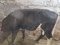 公牛, Russian Black pied cattle — 照片 1