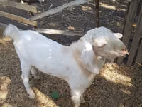 Ziegenbock, Nubian Goat — Foto 2