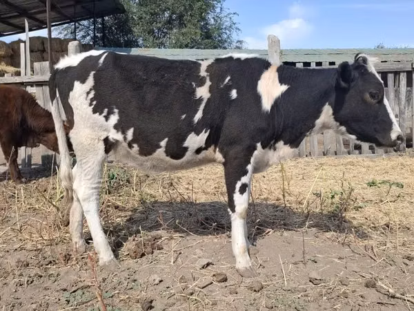 गाय, Russian Black pied cattle — कज़ाखस्तान