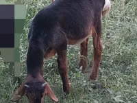 Ziegenbock, Ziegen — Foto 4