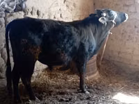Toro, Ganado vacuno — foto 1