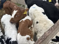 Cattle (batch, sex not specified), Simmental cattle — photo 2