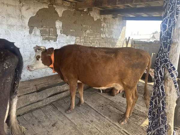 गाय, Latvian Blue cattle — कज़ाखस्तान