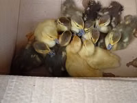 Ducks — 照片 1