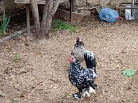 Chickens — फ़ोटो 1