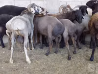 كبش, الأغنام — الصورة 4