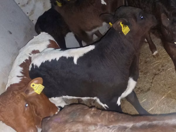 Bulle, Simmental cattle