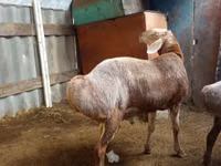 Qoʻchqor, Arashan sheep — 5-rasm