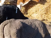 Rinder (Partie, Geschlecht nicht angegeben), Simmental cattle — Foto 4