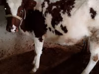 Sigir, Simmental cattle — 1-rasm