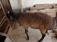 Widder, Blackheaded Persian sheep — Foto 1