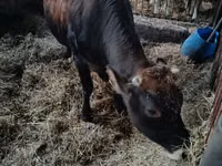 Cow, Cattle — photo 1