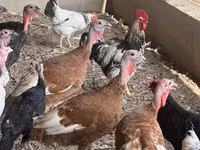 Turkeys — Foto 2