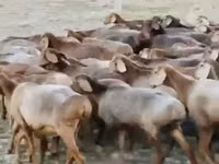 نعجة, Arashan sheep — الصورة 1