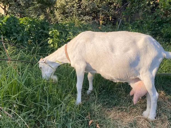 Ziege, Alpine goat