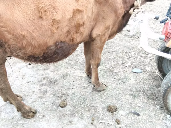 गाय, मवेशी