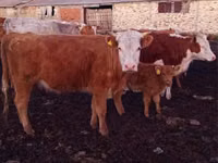 Bulle, Simmental cattle — Foto 1