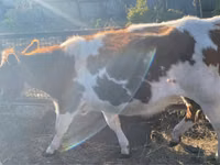 Buqa, Simmental cattle — 4-rasm