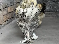 Brahma — Foto 1