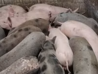 公猪, Pigs — 照片 3