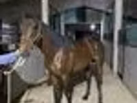 Айғыр, Arabian horse — 6-сурет