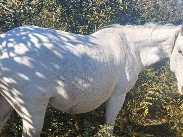 Yegua, Caballos