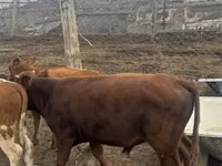 Уй эти (партия, жынысы көрсөтүлгөн эмес), Герефорд — сүрөт 7