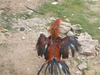 Chickens — 8-rasm