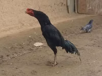 Chickens — 2-rasm