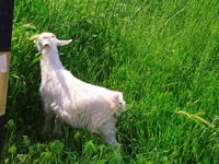 Goat, Saanen goat — photo 8