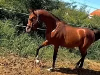 Hengst, Arabian horse — Foto 1