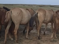Stute, Mugalzhar horse — Foto 4