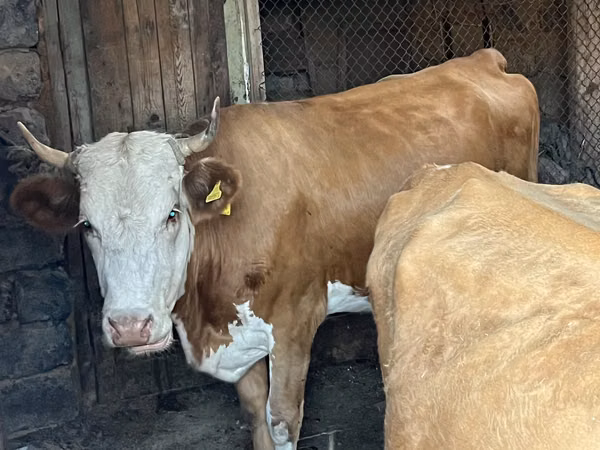 गाय, Simmental cattle — कज़ाखस्तान