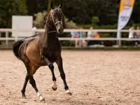 Hengst, Akhal-Teke — Foto 6