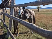 Caballo, Caballos — foto 7