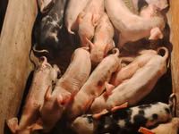 Schweine (Partie, Geschlecht nicht angegeben), Schweine — Foto 1