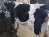 Kuh, Holstein-Rasse — Foto 3