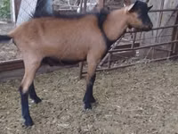 تيس, Alpine goat — الصورة 2