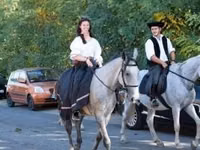 Mare, Lipizzaner — photo 3