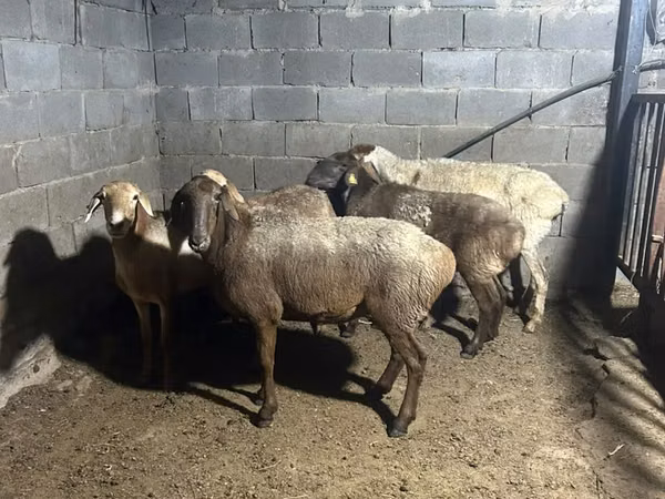 كبش, الأغنام — كازاخستان