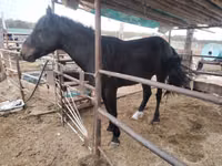 公马, Horses — 照片 2