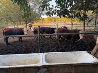 Rinder (Partie, Geschlecht nicht angegeben), Simmental cattle — Foto 1