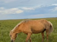 公马, Horses — 照片 2